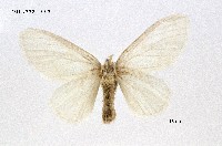 藏品(淡紋黃毒蛾)的圖片